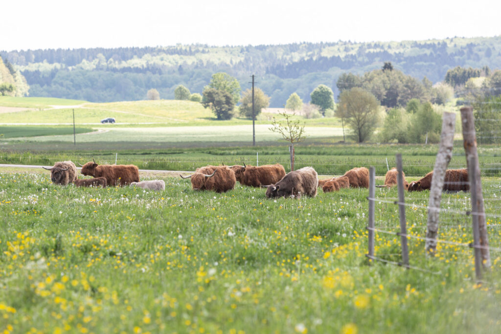 Highland-Herd auf der Alblamafarm