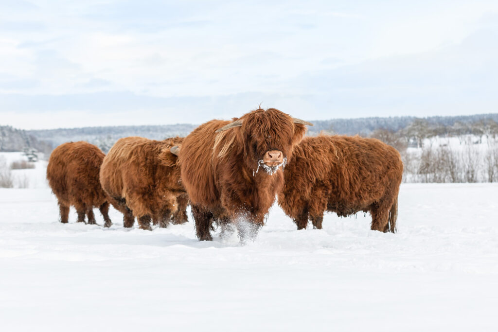 Janina Eberle Tierfotografie ist auch im Winter unterwegs