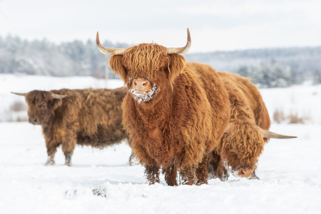 Schneeshooting mit Highland-Rinder und Janina Eberle Tierfotografie