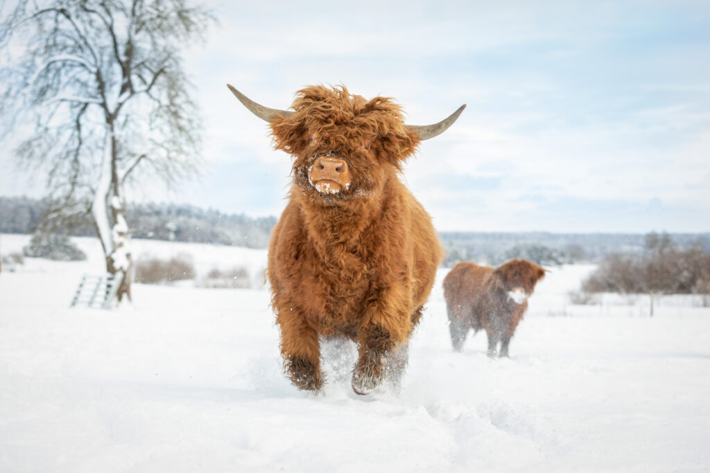 Janina Eberle Tierfotografie im Schnee auf der Alblamafarm