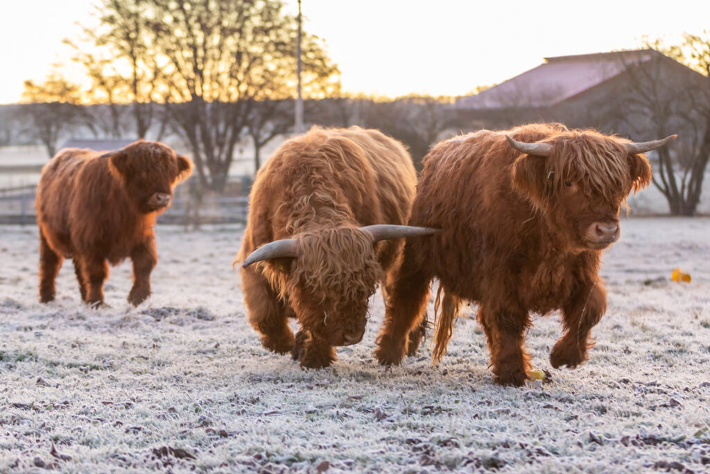 Highland-Rinder an einem frostigen Herbstmorgen mit Janina Eberle Tierfotografie