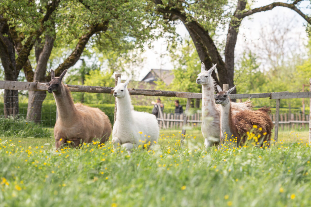 Lamas auf der Alblamafarm