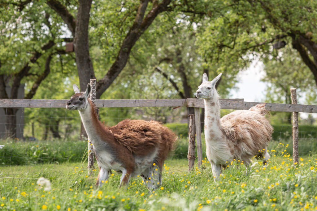 Lamas im Galopp für Janina Eberle Tierfotografie