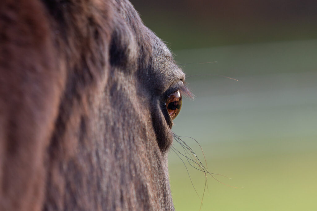 Pferdefotografie mit Liebe zum Detail