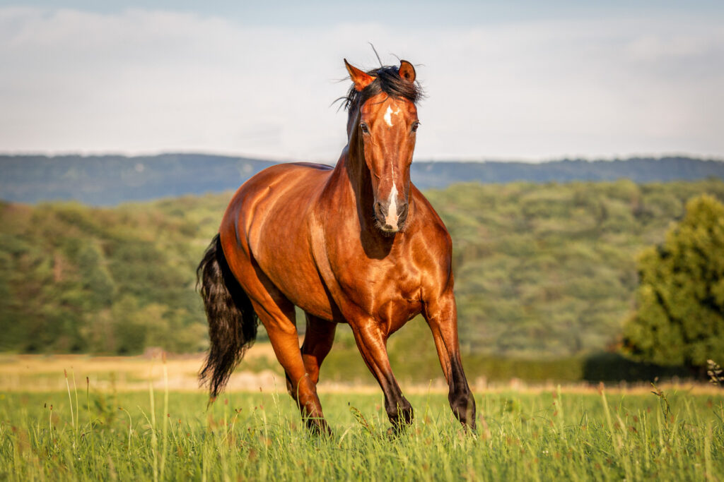 Pferde im Bewegung auf der Wiese Janina Eberle Tierfotografie