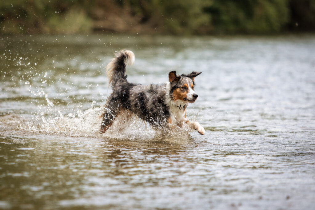 Hundeshooting im Wasser Janina Eberle Tierfotografie
