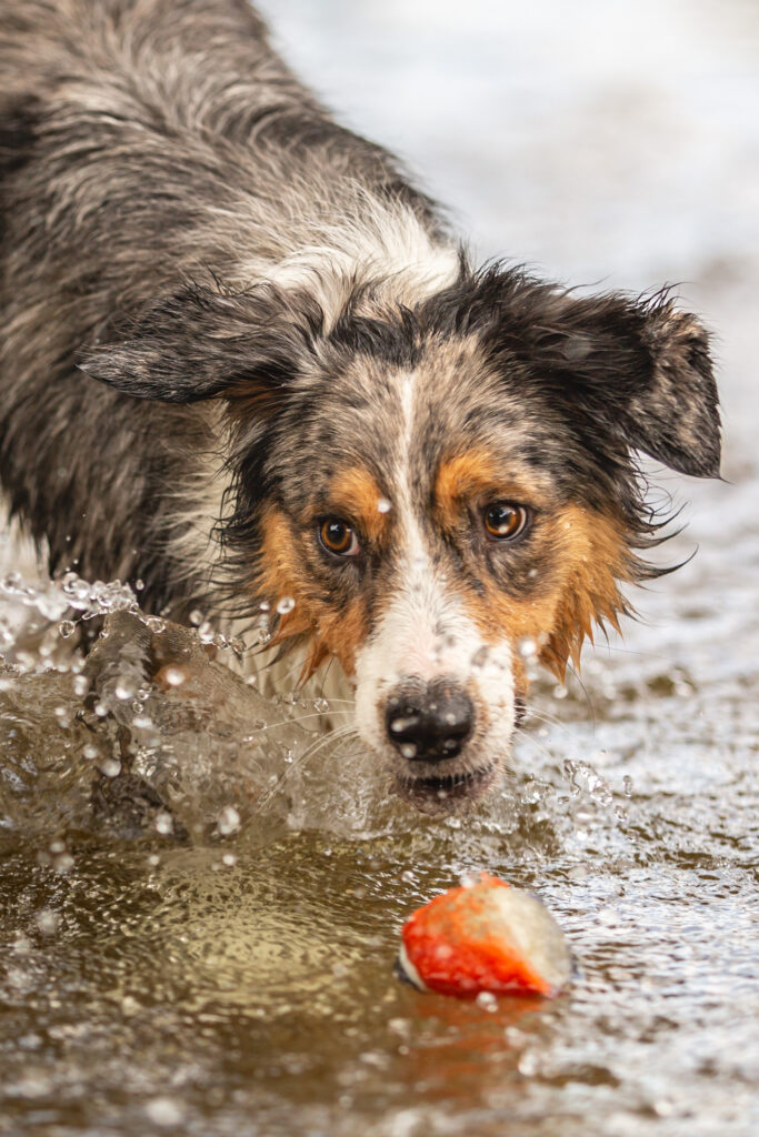Hundeshooting im Wasser Janina Eberle Tierfotografie