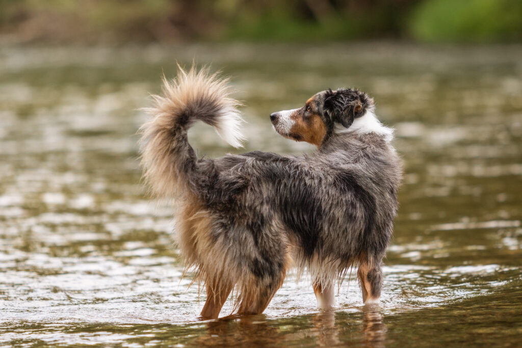 Hundeshooting mit Australien Shepherd und Janina Eberle Tierfotografie