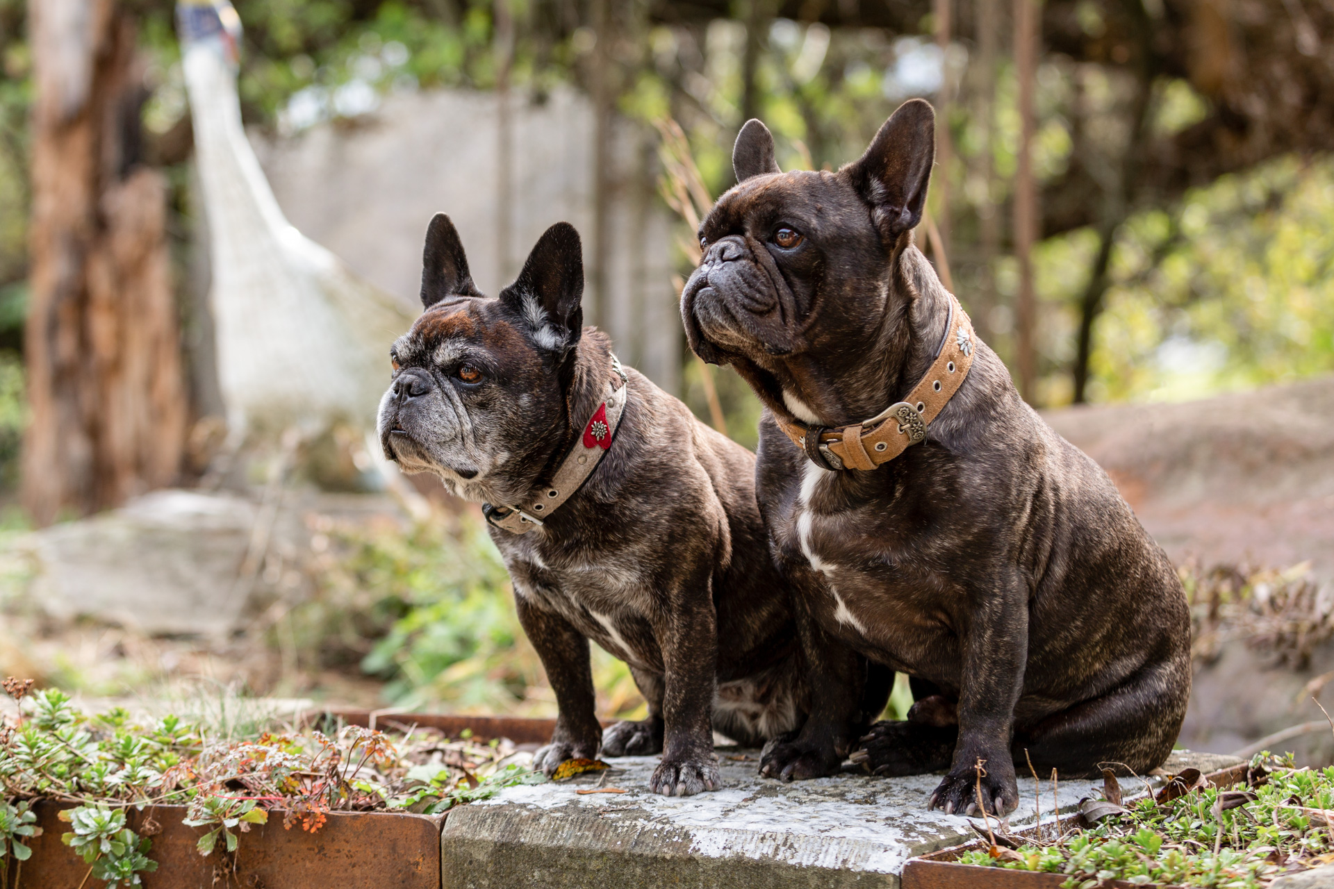 Hundeshooting französische Bulldoggen Janina Eberle Tierfotografie