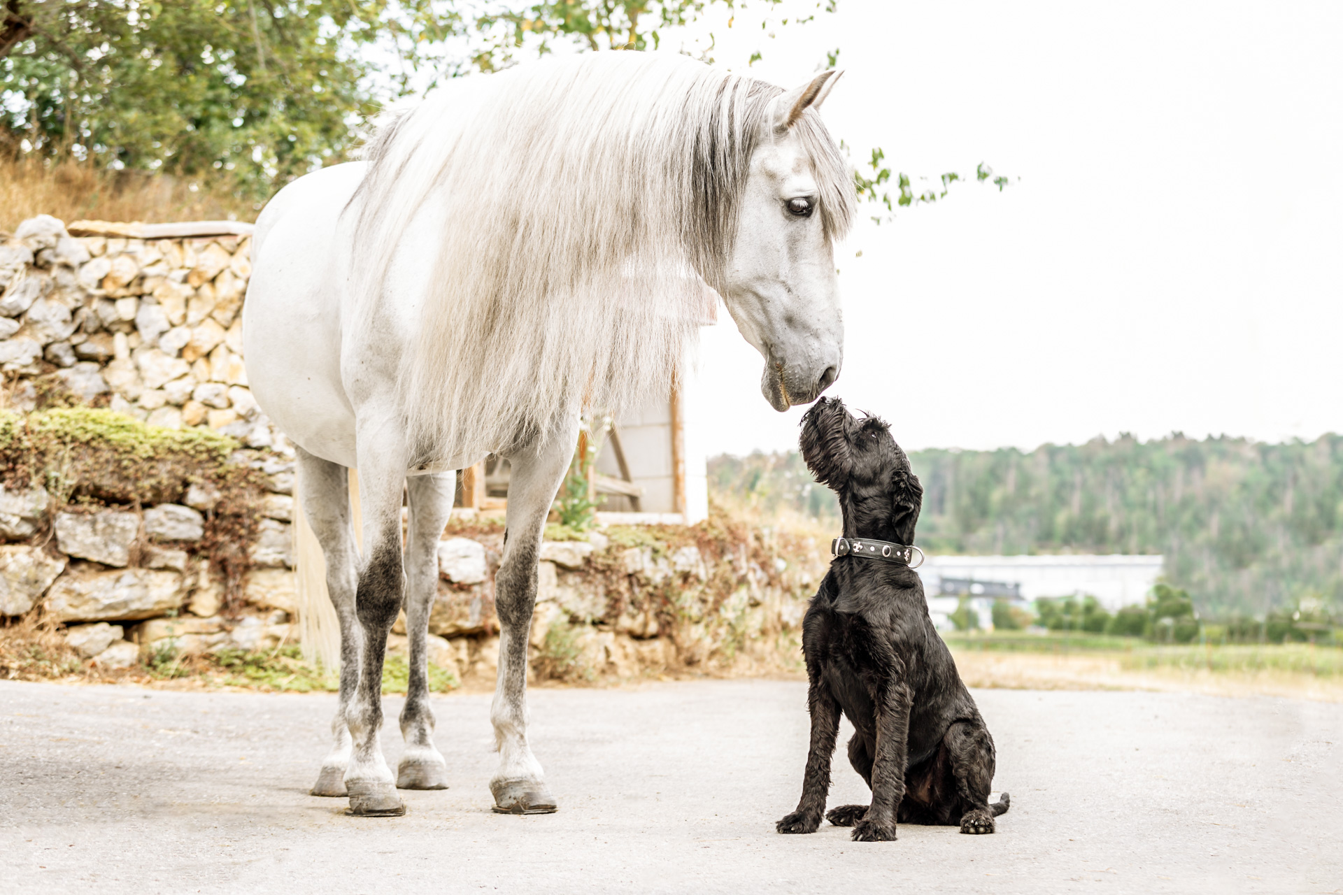 Hund und Pferd mit Janina Eberle Tierfotografie