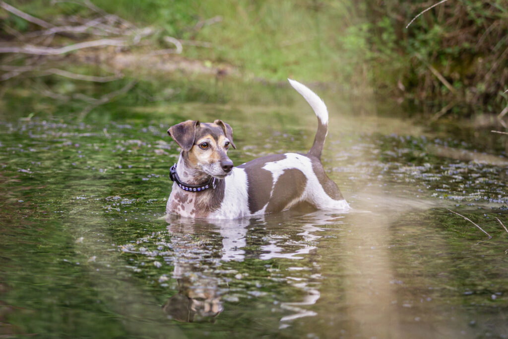 Jack Russel Terrier beim Hundeshooting Janina Eberle Tierfotografie