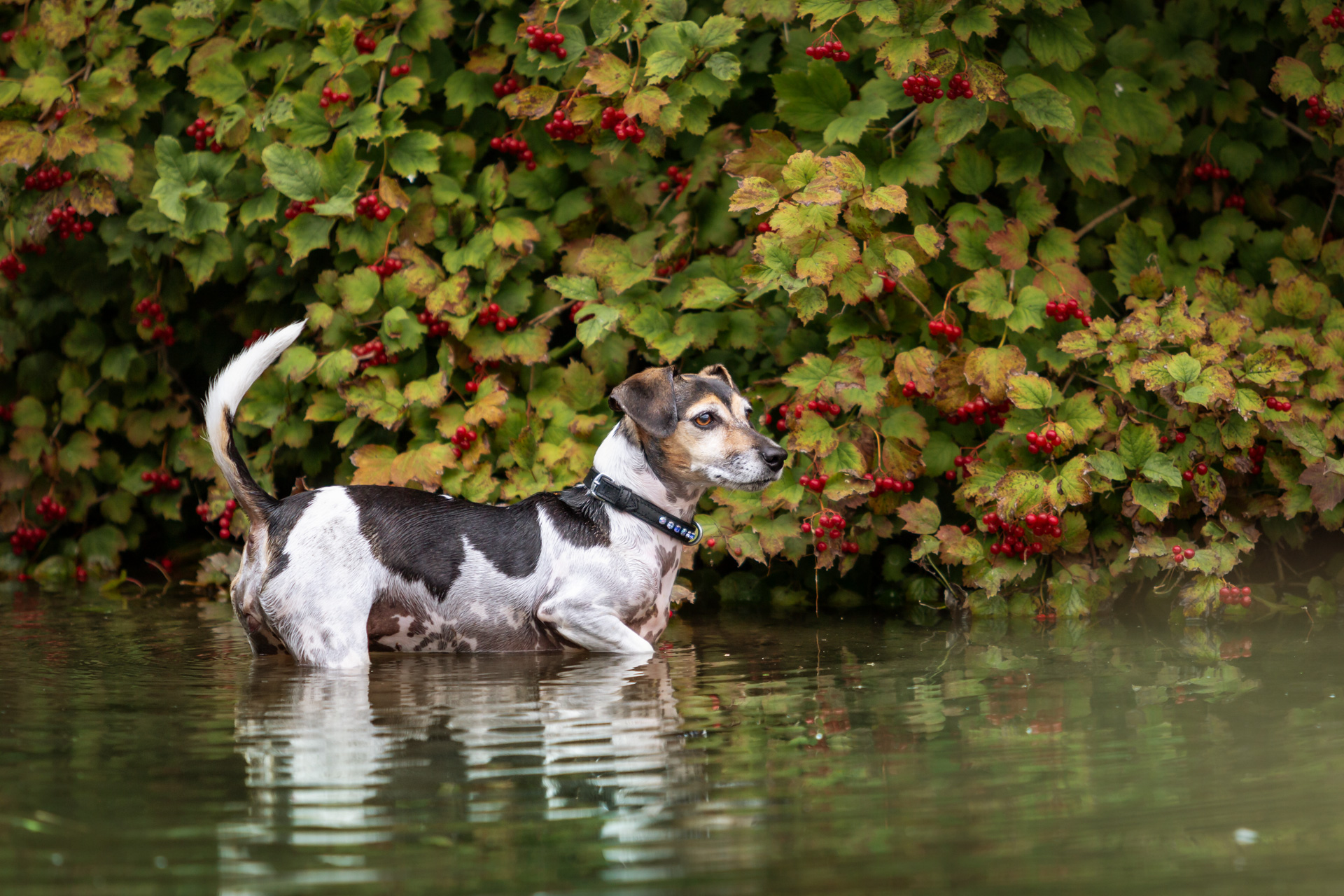 Hundeshooting mit Jack Russel Terrier und Janina Eberle Tierfotografie