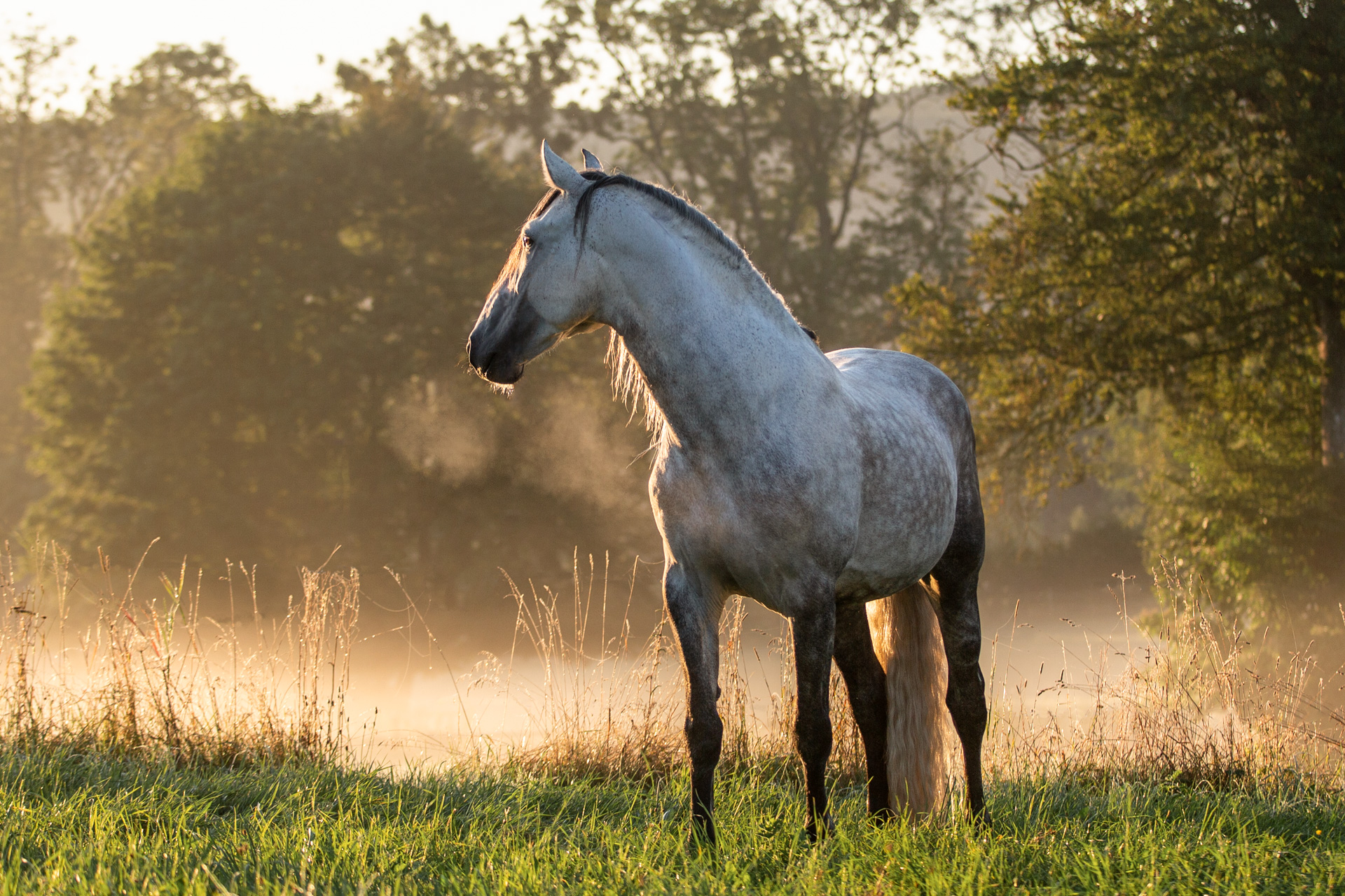 Pferdeshooting nachher Janina Eberle Tierfotografie