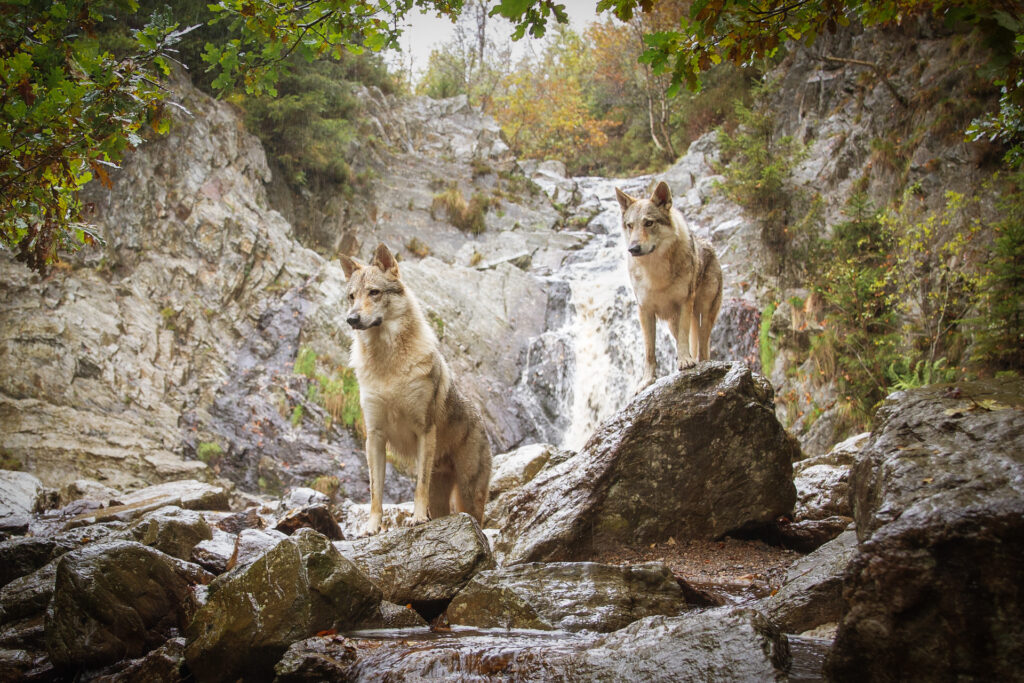 tschechische Wolfshunde beim Shooting mit Janina Eberle Tierfotografie