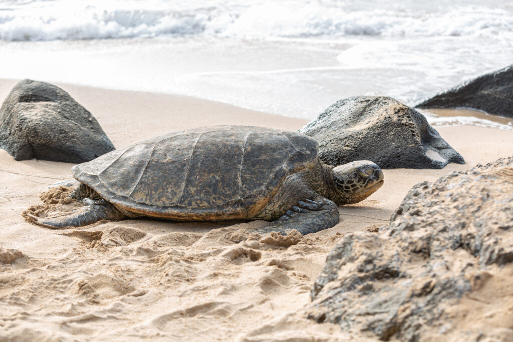 grüne Meeresschildkröte auf Hawaii