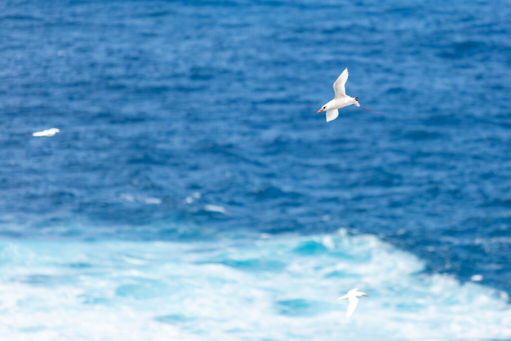Weißschwanz-Tropikvogel vor Kauai