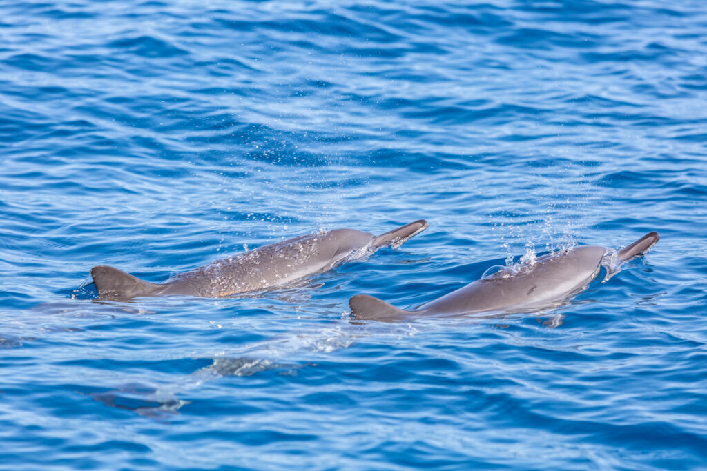 Delfine an der Küste Hawaiis