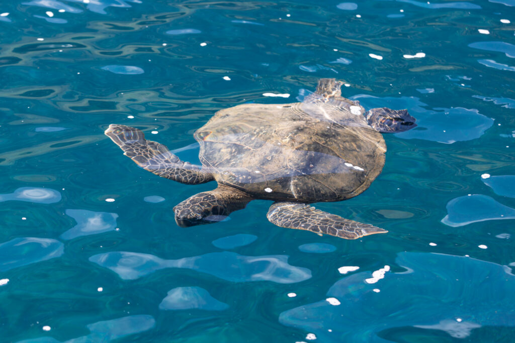 grüne Meeresschildkröte vor Hawaii