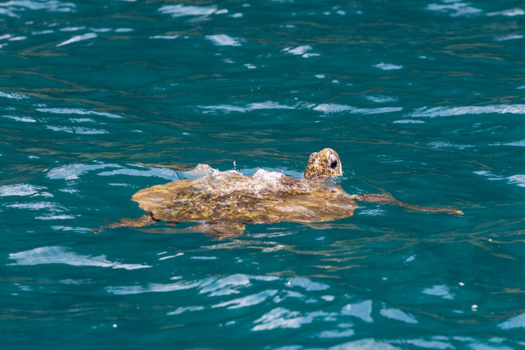 Hawaii grüne Meeresschildkröte