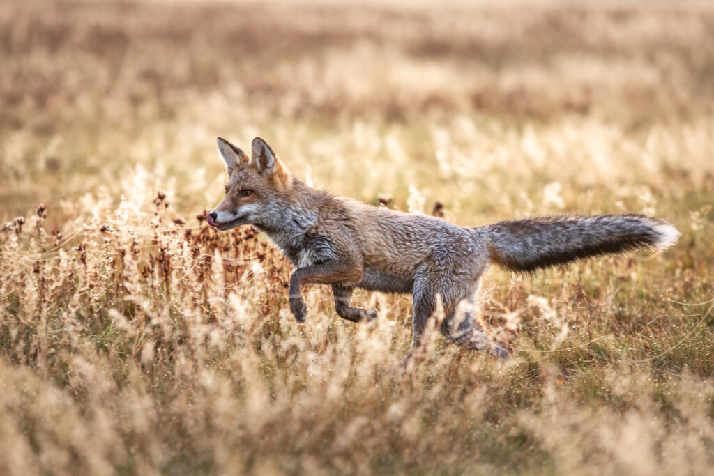 Fuchs im Morgentau