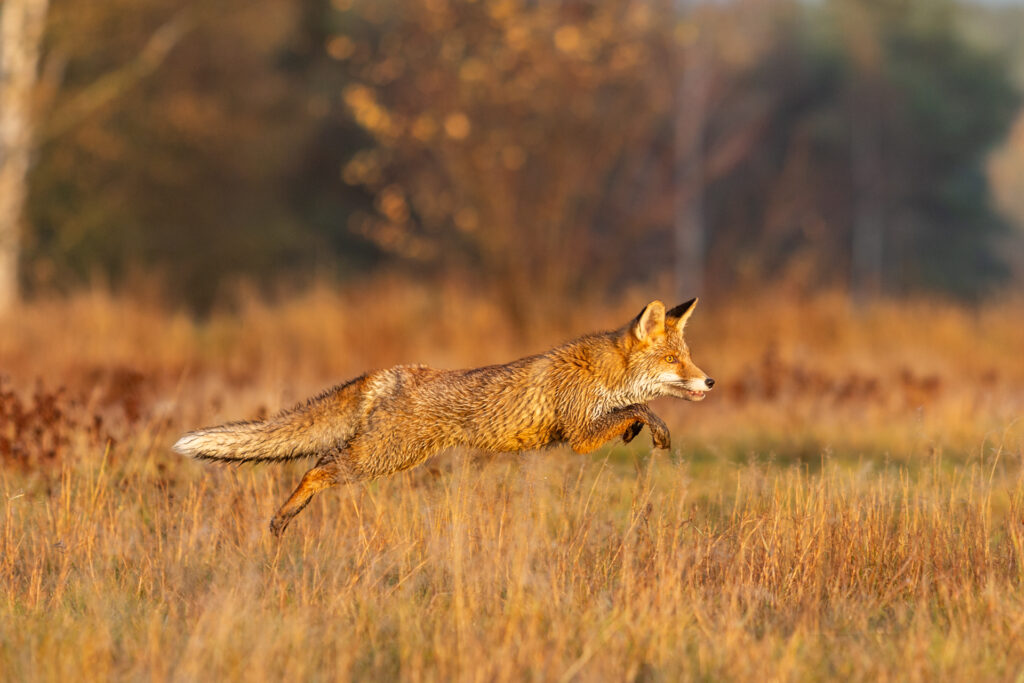 Fuchs beim Sonnenaufgang