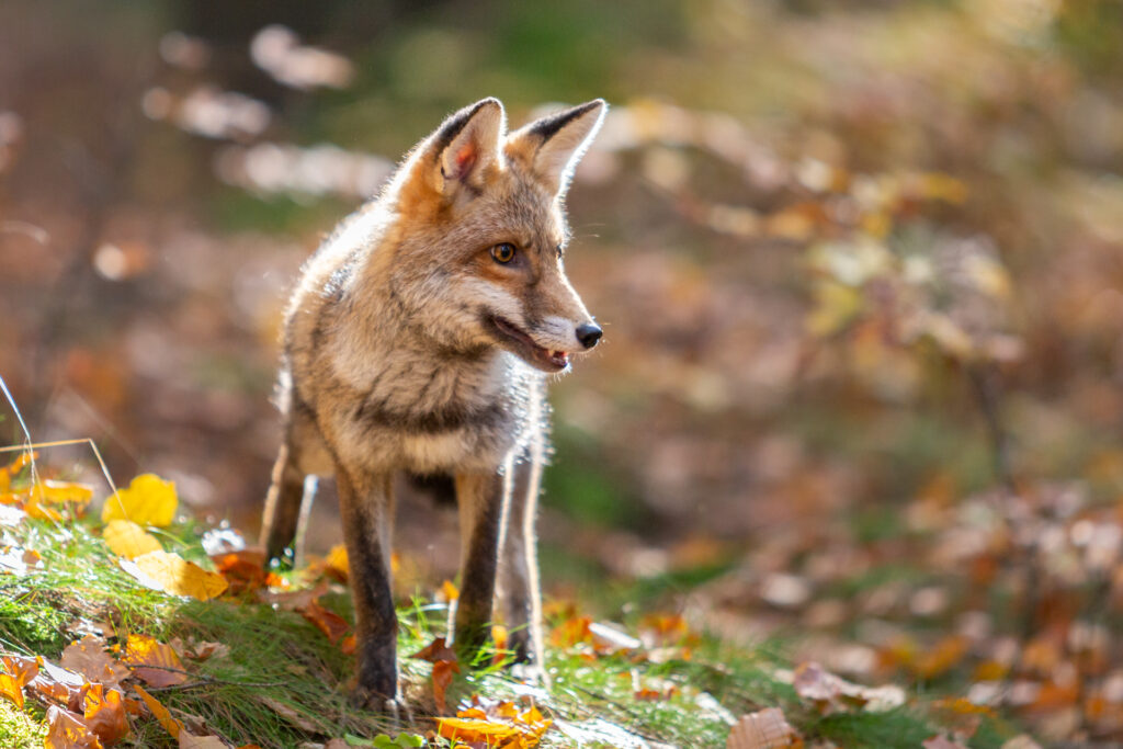 Fuchs im Wald