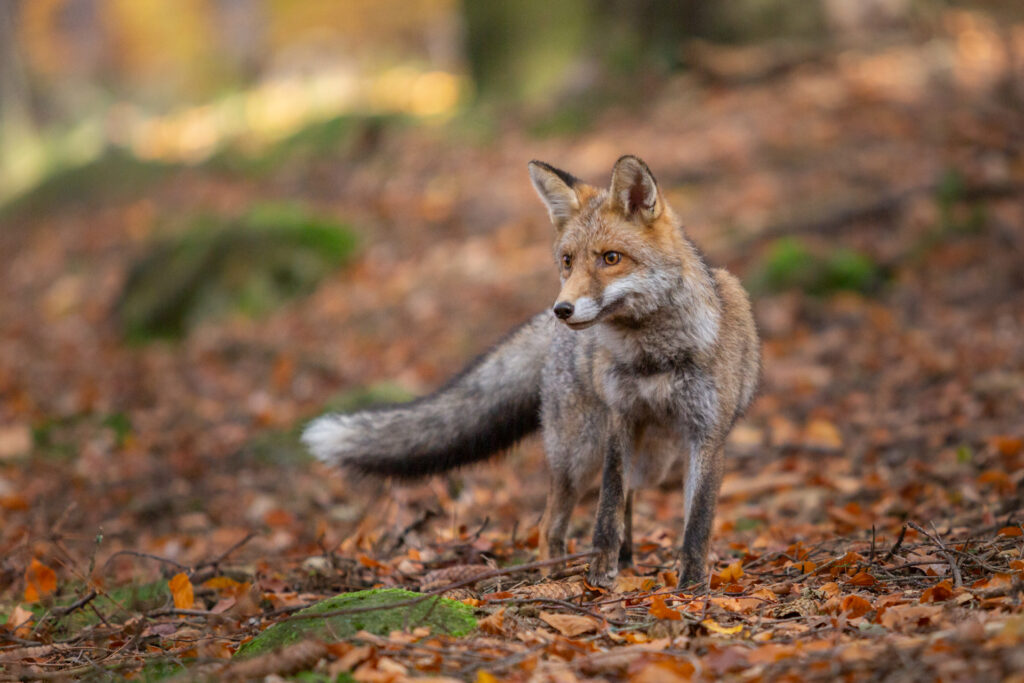 Fuchs im Wald