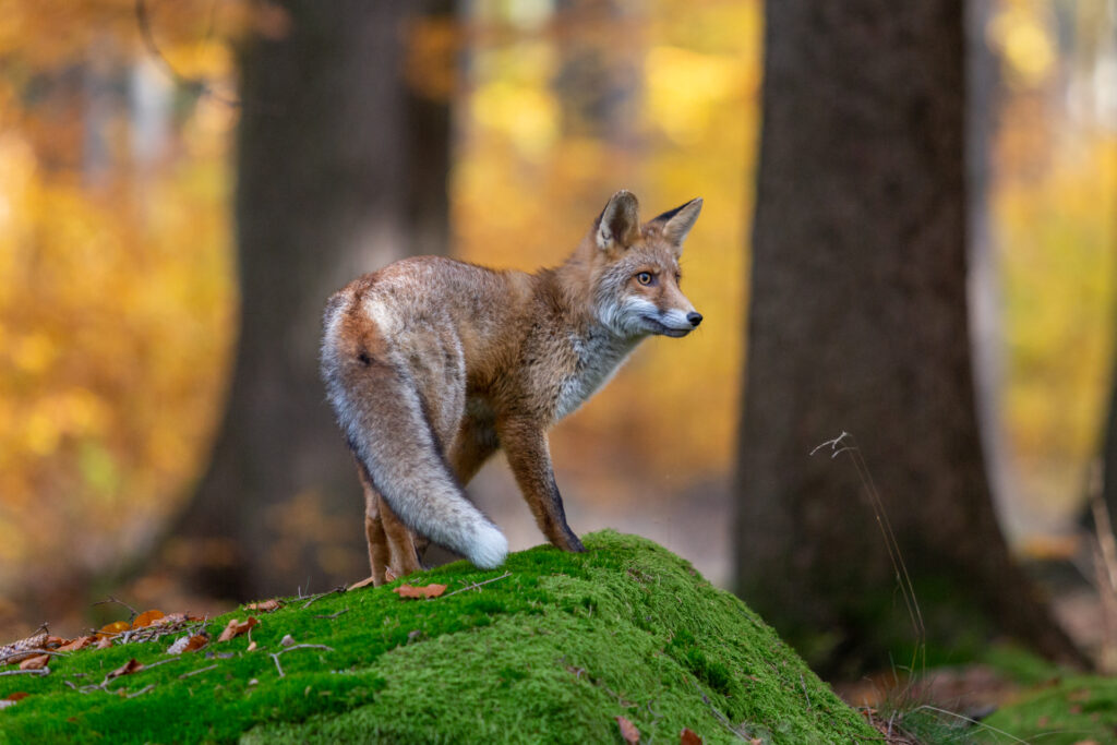 Wildlifefotografie Fuchs