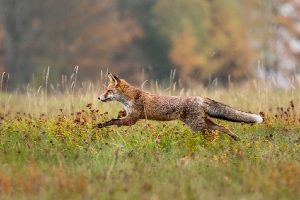 Fuchs Herbst
