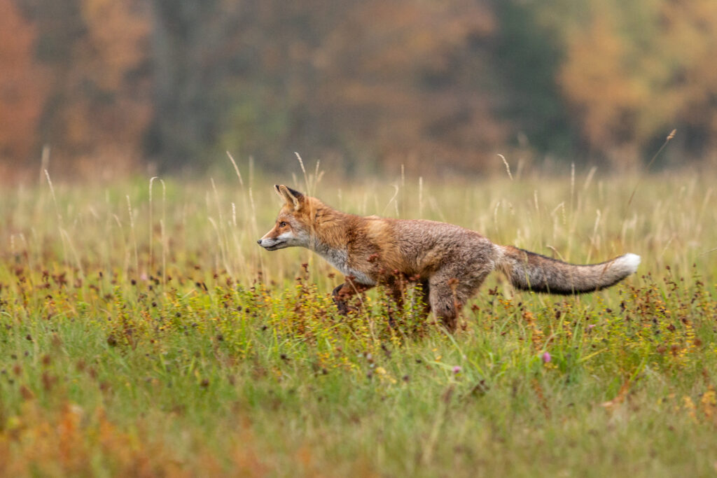 Fuchs Herbst