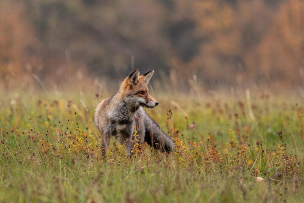 Fuchs auf Herbstwiese