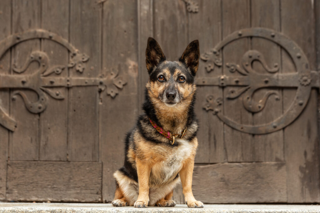 Hundefotografie, Fotoshooting mit Hund