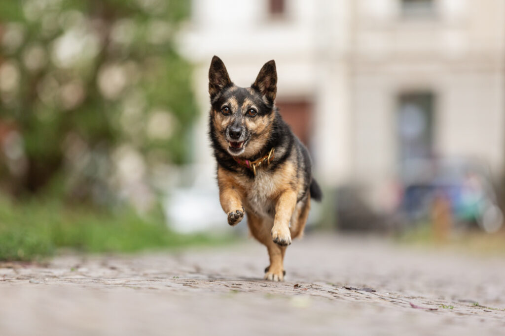 Stadtshooting Hundeshooting Janina Eberle Tierfotografie