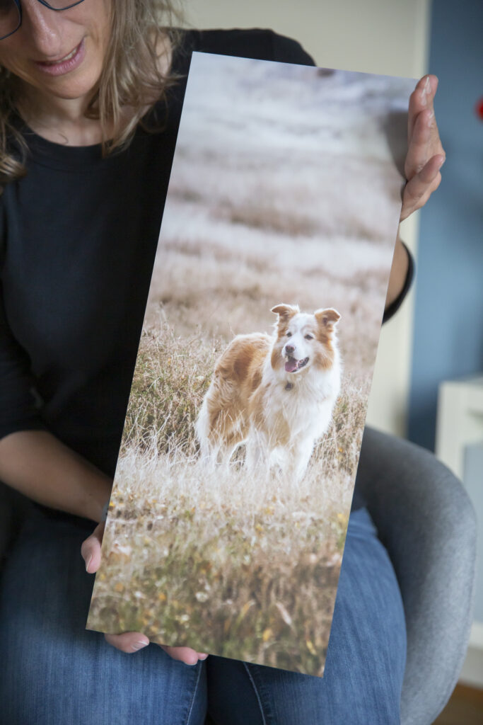Hundefotografie, Hundeshooting, Janina Eberle Tierfotografie