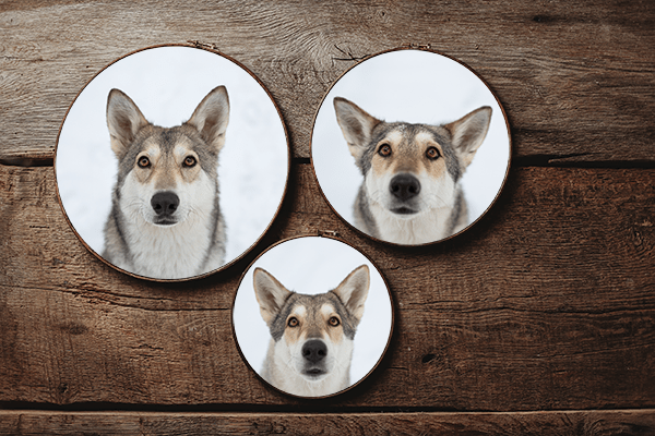 Produkte Janina Eberle Tierfotografe Hundeshooting