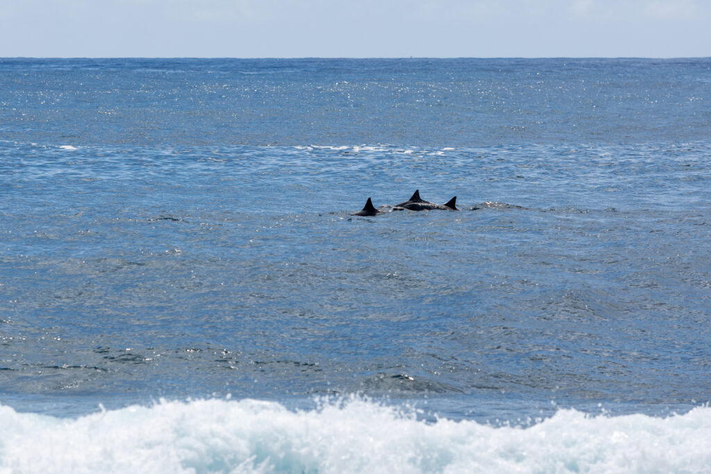Janina Eberle Tierfotografie Hawaii Delphine Big Island