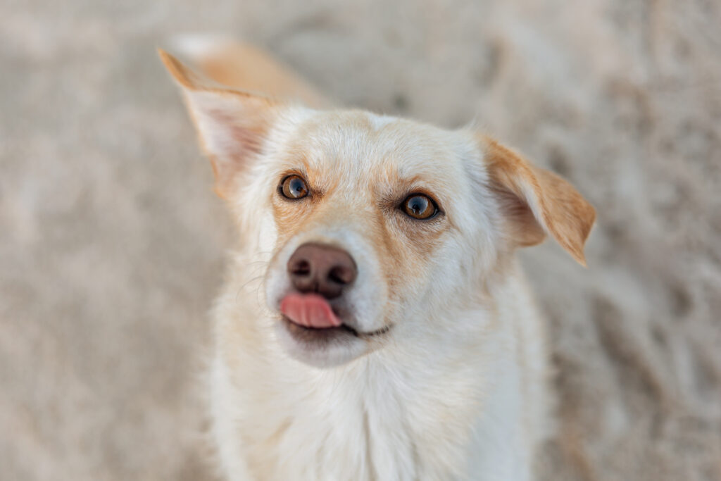 Janina Eberle Tierfotografie Hundeshooting mit Dolly einem Tierschutzhund