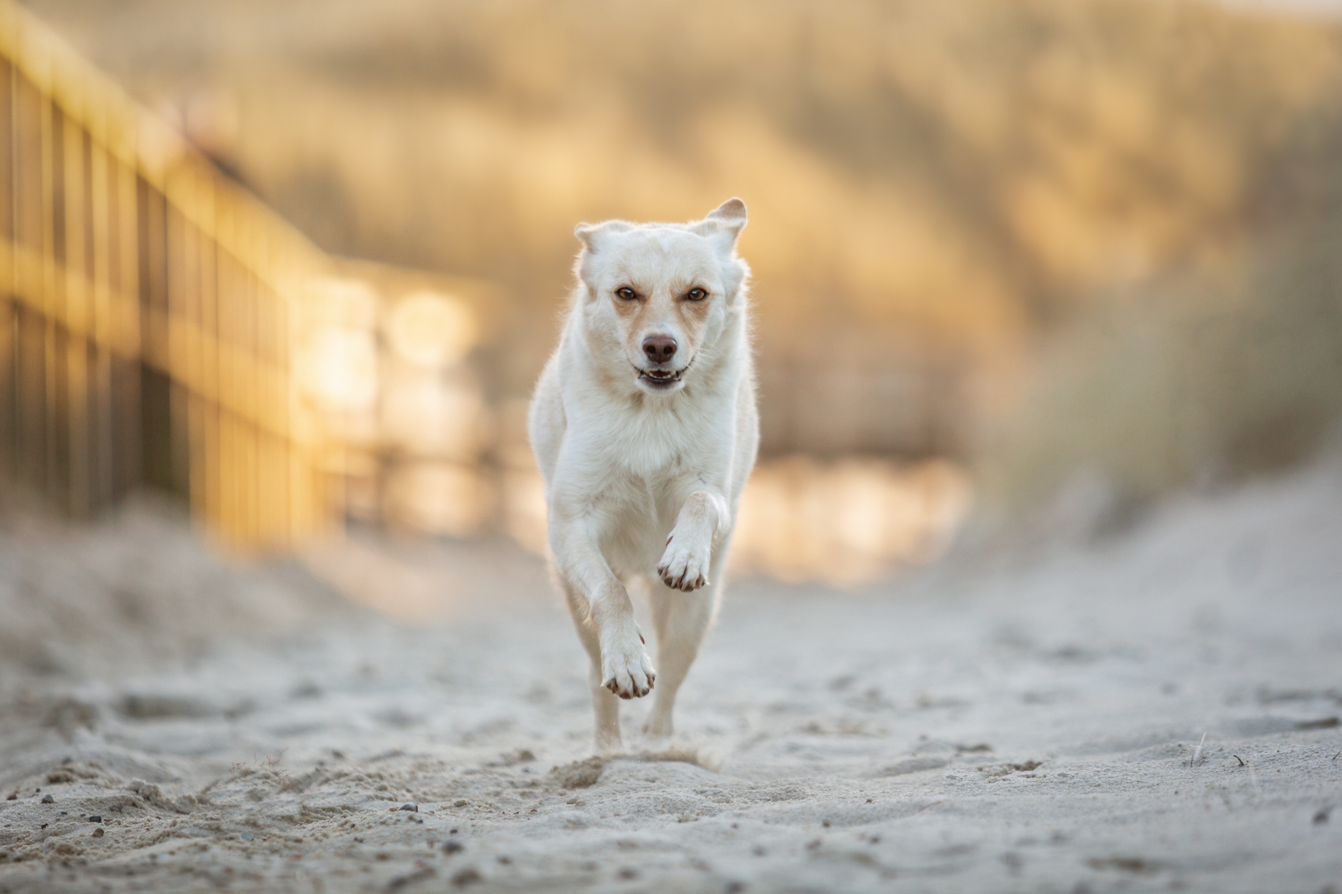 Hundeshooting in Action mit Janina Eberle Tierfotografie