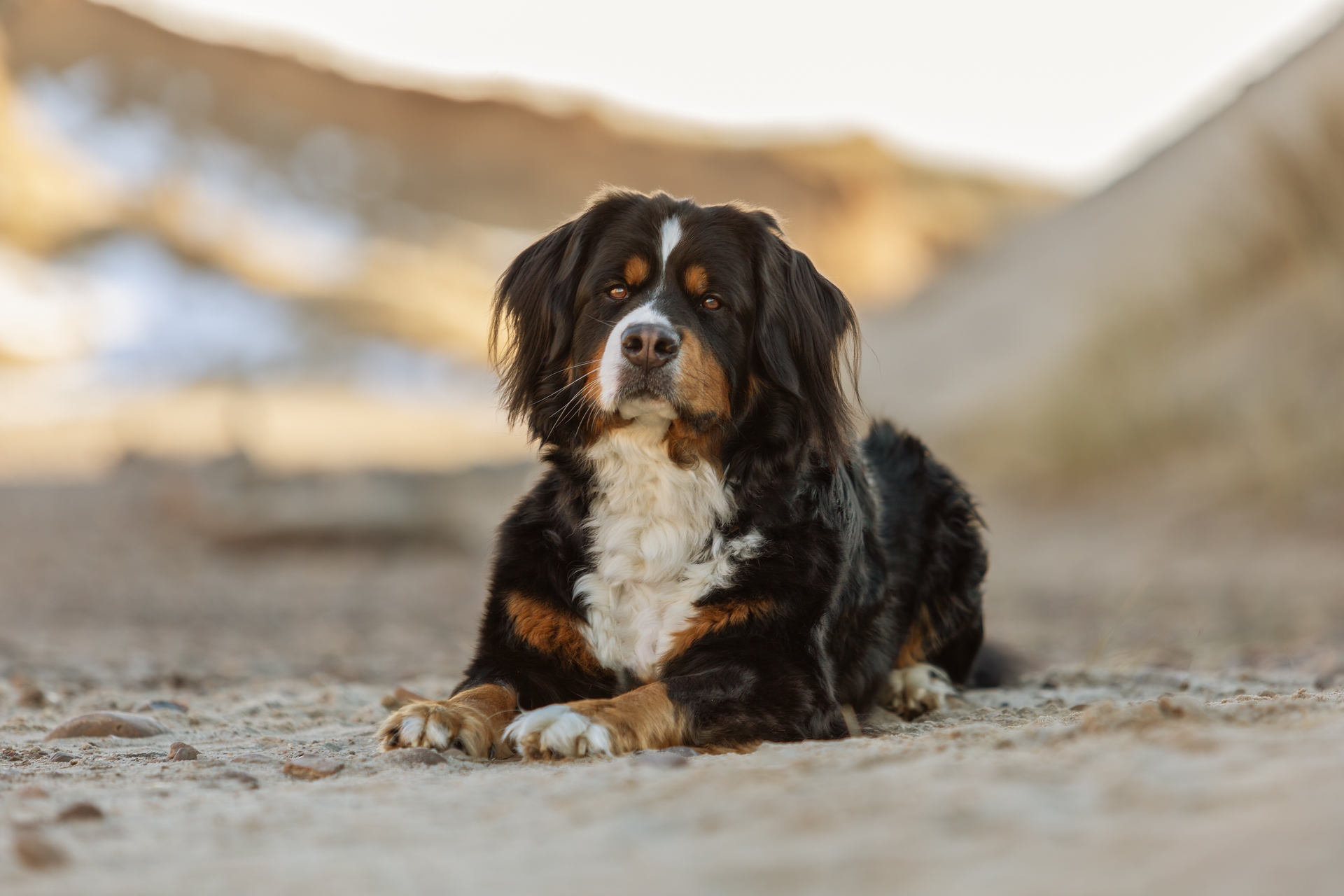 Janina Eberle Tierfotografie Hundeshooting Ehingen Donau