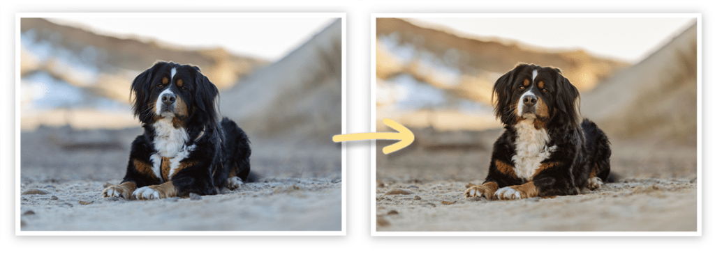 Hundeshooting mit läufigen Hündinnen Janina Eberle Tierfotografie
