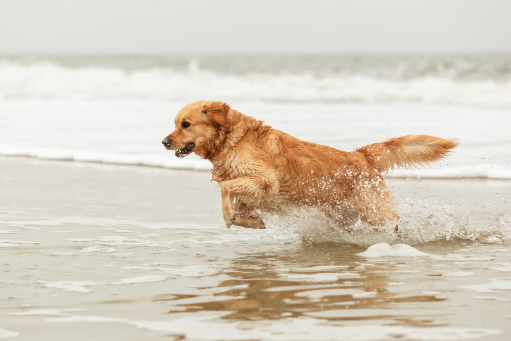 Hundeshooting am Strand mit Theo Löwenherz Janina Eberle Tierfotografie