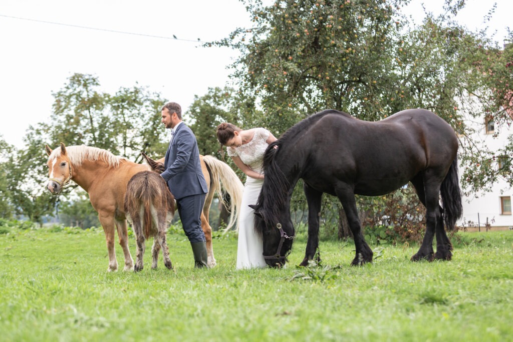 After Wedding Shooting Bauernhof Janina Eberle Tierfotografie