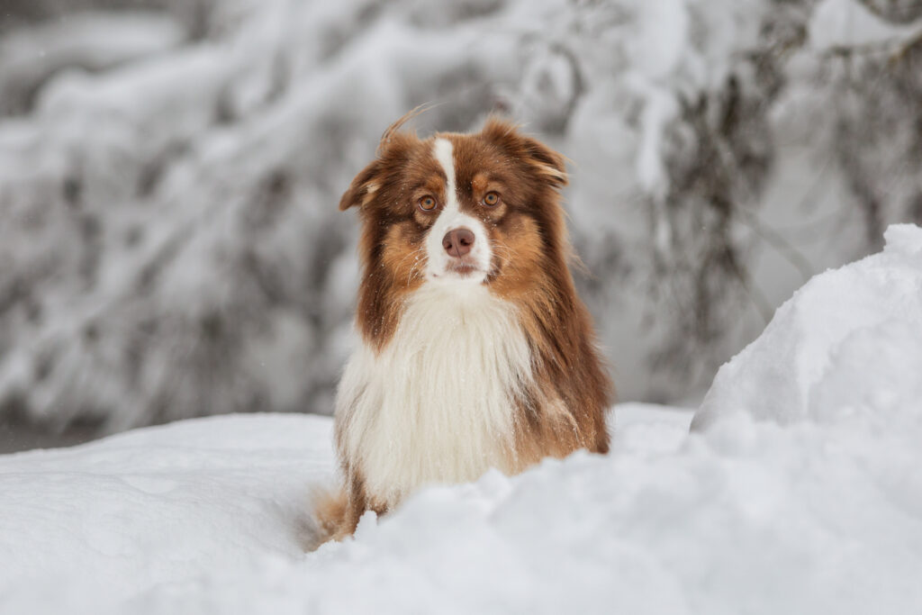 Schneeshooting mit Hund Janina Eberle Tierfotografie