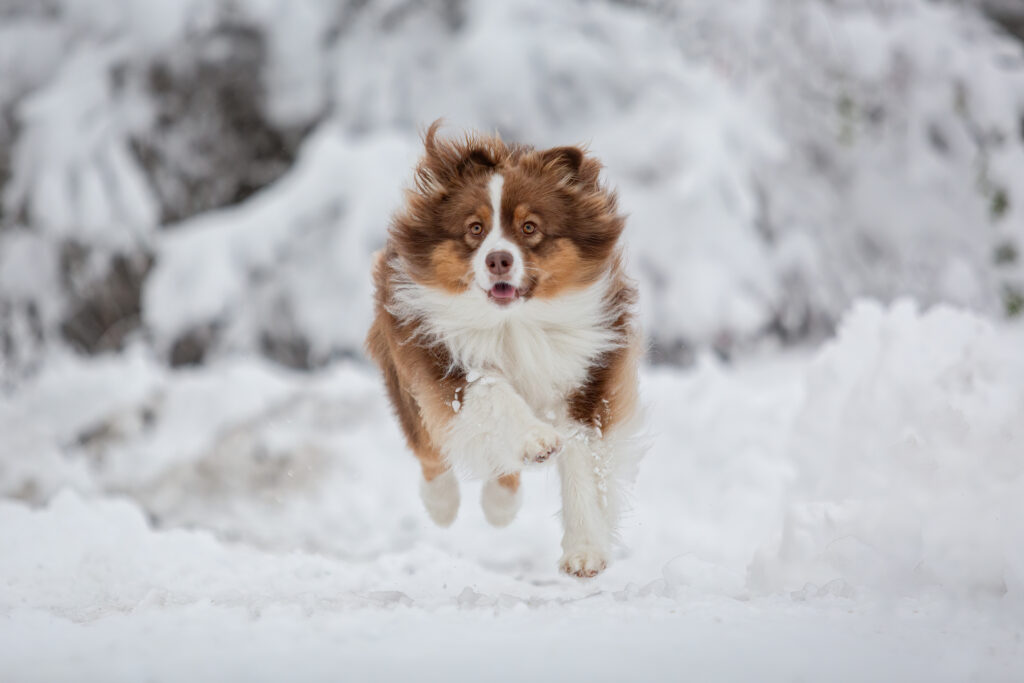Schneeshooting mit Hund Janina Eberle Tierfotografie