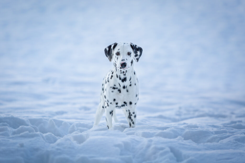 Hundeshooting im Schnee Janina Eberle Tierfotografie