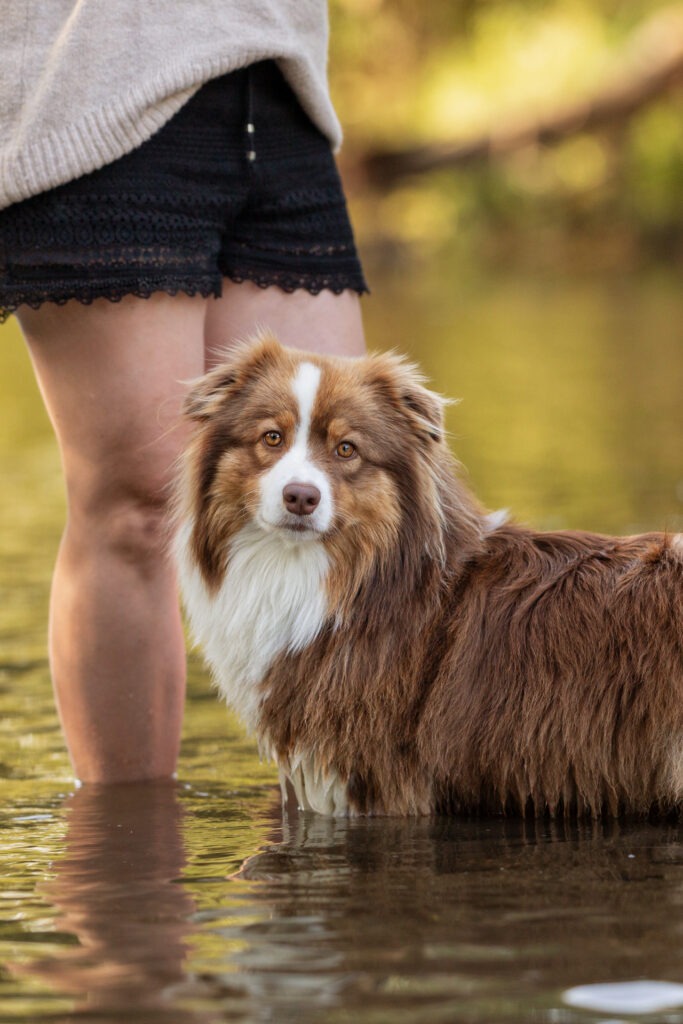Hundeshooting Wasser Janina Eberle Tierfotografie