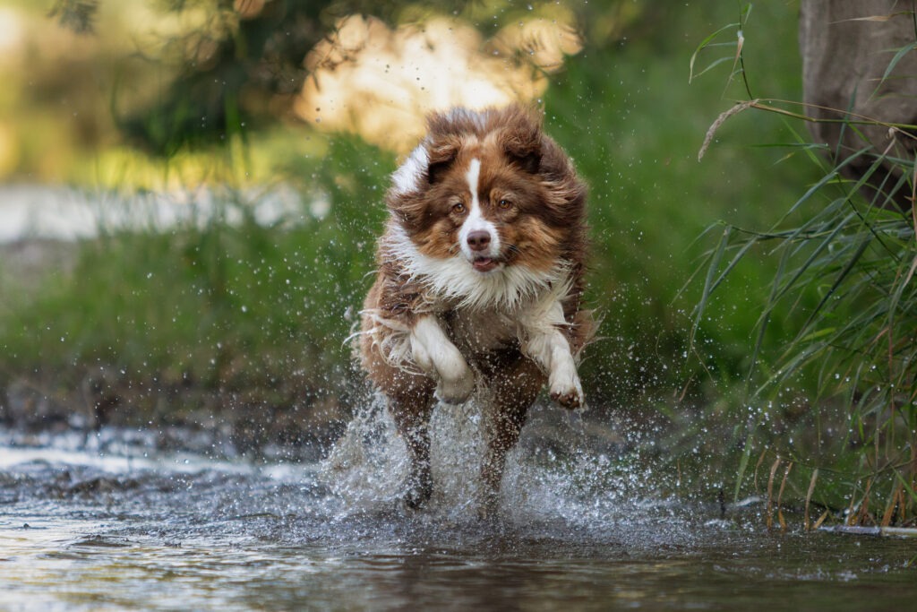 Hundeshooting Wasser Janina Eberle Tierfotografie