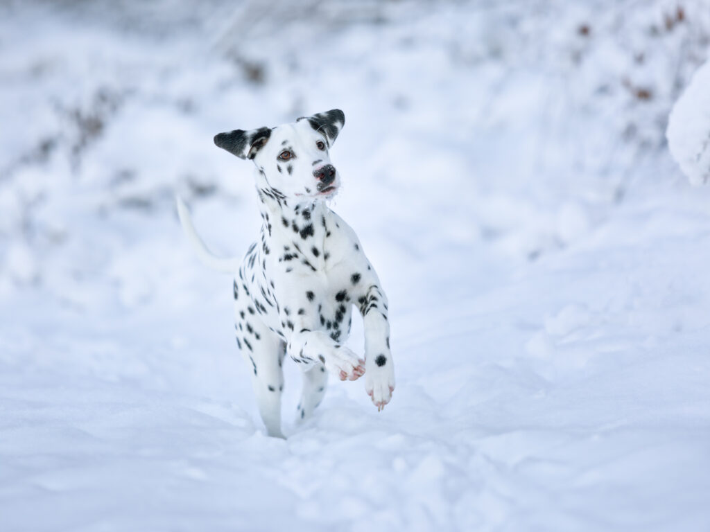 Hundeshooting im Schnee Janina Eberle Tierfotografie