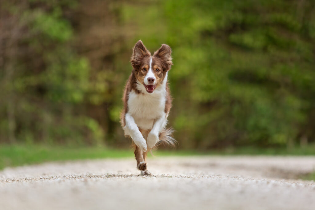 Hundeshooting Janina Eberle Tierfotografie