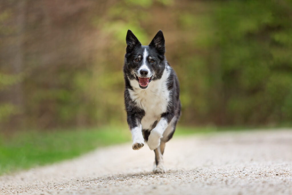 Hundeshooting Janina Eberle Tierfotografie